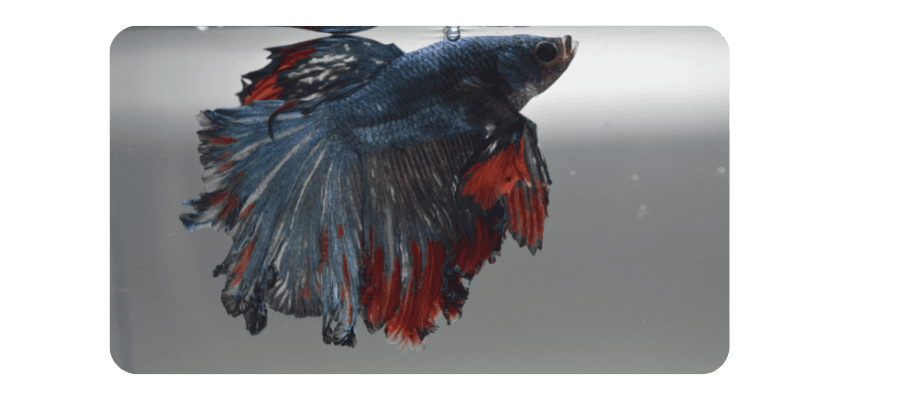 Blog Article Featured Image