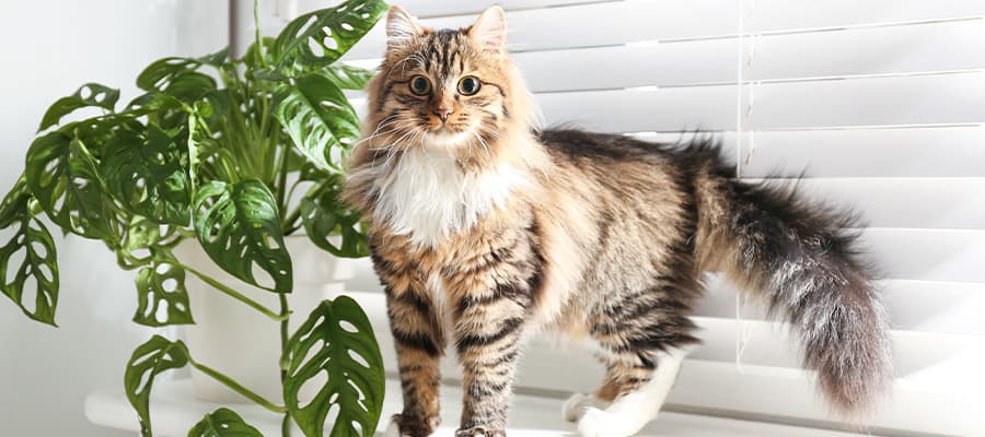 Blog Article Featured Image