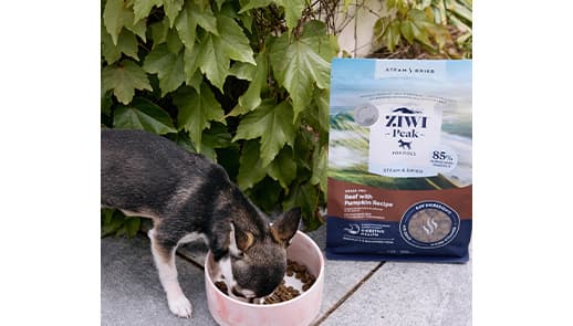Chihuahua eating Ziwi Peak dog food from bowl